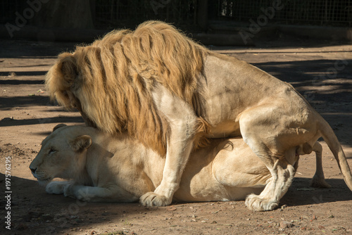 Fototapeta Naklejka Na Ścianę i Meble -  Lions mating