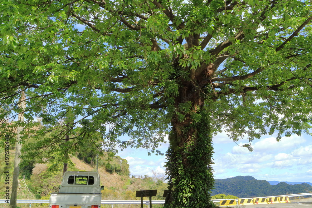 軽トラのある風景 アコウの木と軽トラ