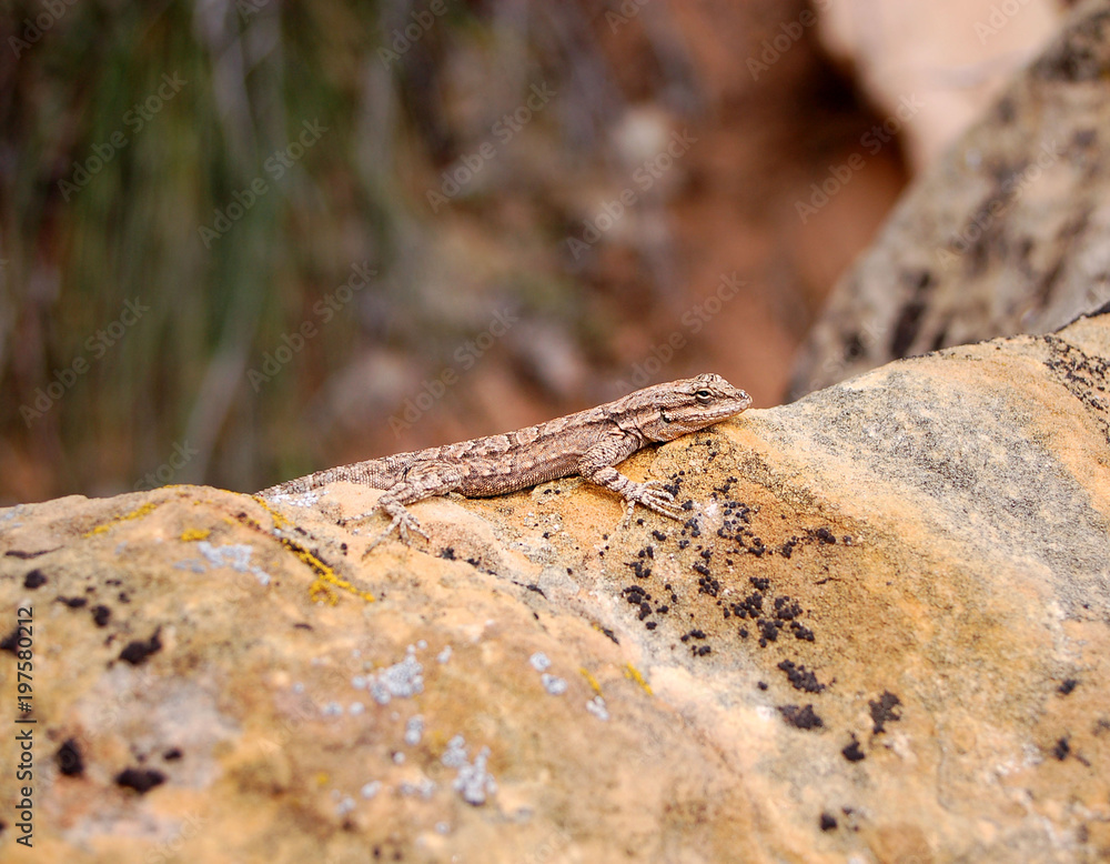 Lizard chilling at the oasis in the Bears Ears wilderness in Southern Utah. Lizard chilling at the oasis in the Bears Ears wilderness in Southern Utah.