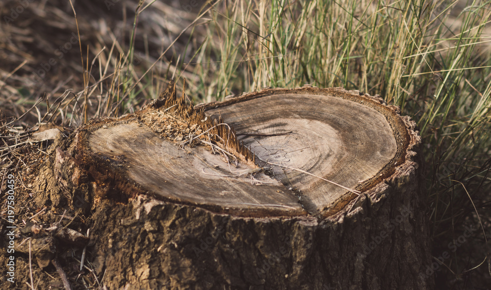 Obraz premium Stump
