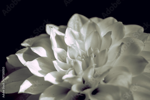 Fototapeta Naklejka Na Ścianę i Meble -  Single Beautiful Dahlia closed up with B&W color
