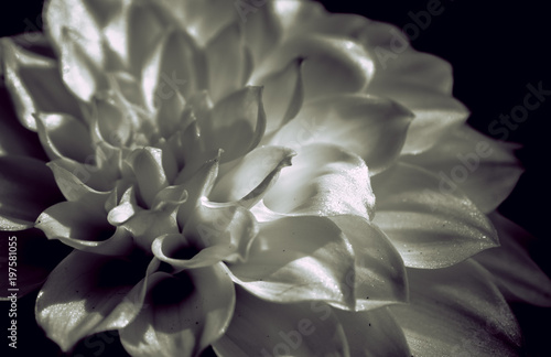 Fototapeta Naklejka Na Ścianę i Meble -  Single Beautiful Dahlia closed up with B&W color