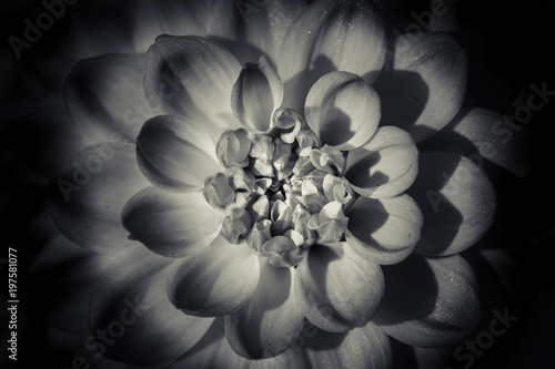 Fototapeta Naklejka Na Ścianę i Meble -  Single Beautiful Dahlia closed up with B&W color