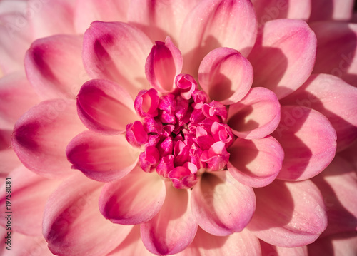 Fototapeta Naklejka Na Ścianę i Meble -  Single Beautiful Dahlia closed up 