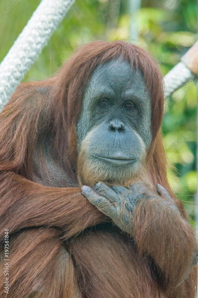 Fototapeta premium Portrait of a Sumatra Orangutan