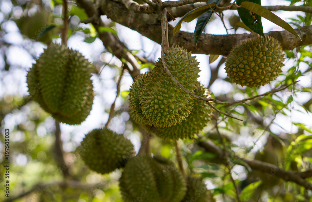 Fresh Durians fruit on tree, Durians are the king of fruits, Tropical of asian fruit. Fresh Durians fruit on tree, Durians are the king of fruits, Tropical of asian fruit.
