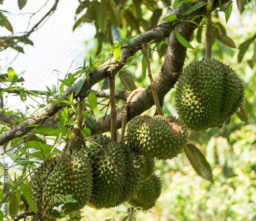 Fresh Durians fruit on tree  Durians are the king of fruits  Tropical of asian fruit.