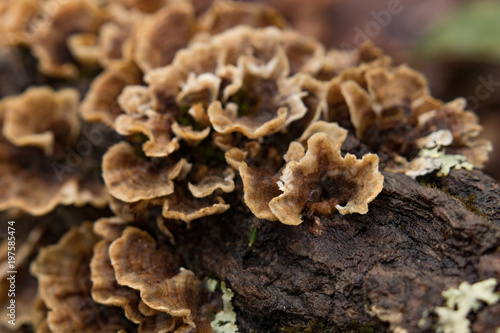 Close-up of Polypores on trees