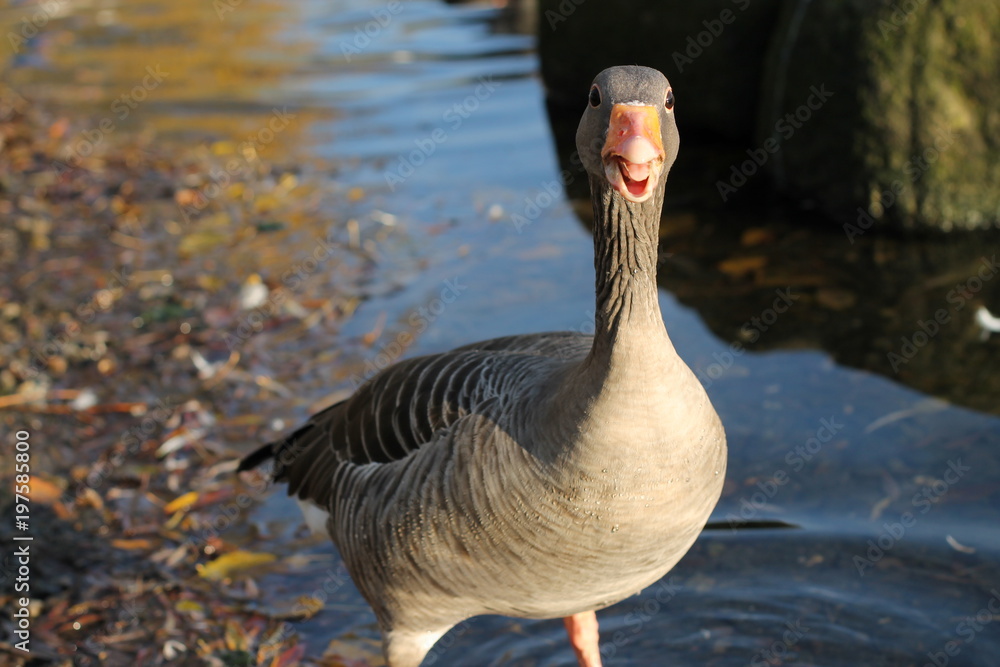 Fototapeta premium ducks