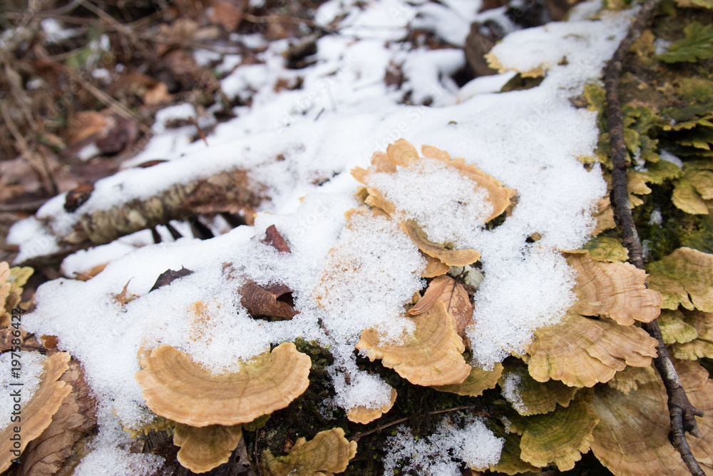 Close-up of snow covered Polypores on trees