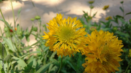 chrysanthemum indicum