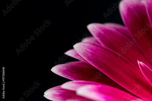 Pink Flower Petals on Black Background