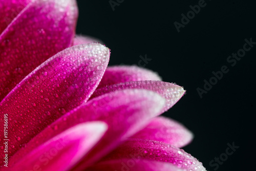 Pink Flower Petals