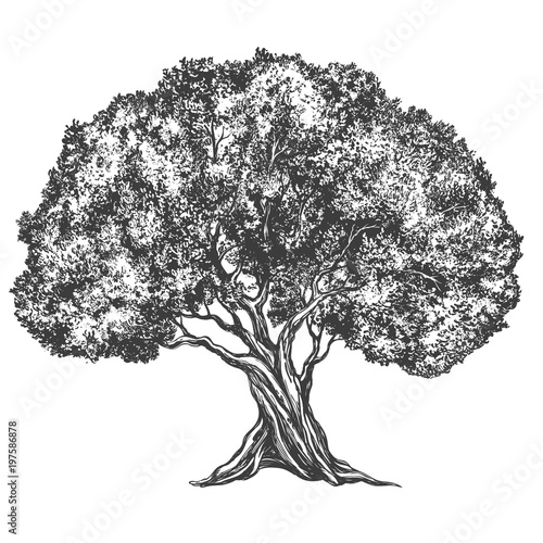Olive tree hand drawn vector illustration realistic sketch
