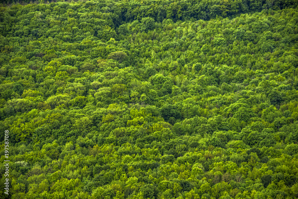 a forest landscape