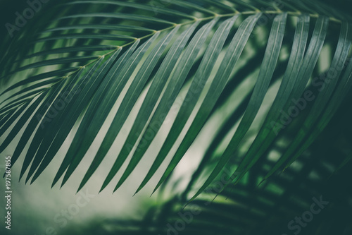 Obraz zielony liść palmowy