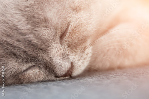 Sleeping gray beige british straight kitten. Toned, closeup, selective focus