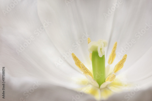 Blossoming bud of the white tulip, view inside on pestle. Closeup, selective focus
