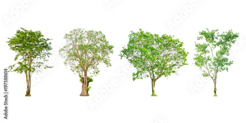 Set of tree shape and Tree branch on white background for isolated  Multiple tree on white background with clipping path.