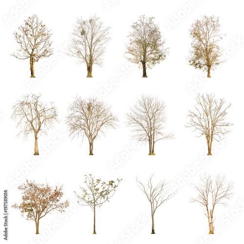 Set of dry tree shape and Tree branch on white background for isolated, Multiple dead tree on white background with clipping path.