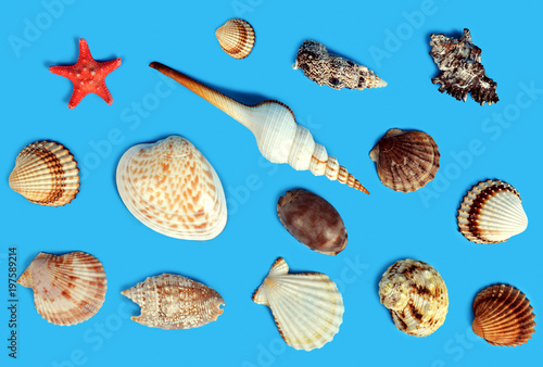Collection of exotic sea shells and starfish on a blue background. Top view.