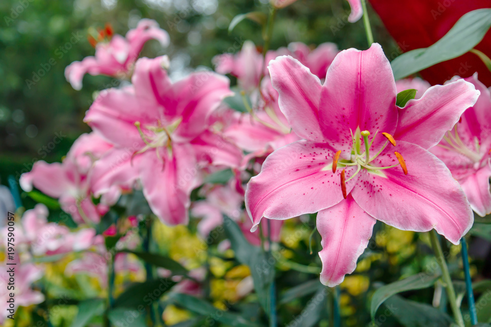 Flowers in the garden, morning fresh air, oxygen to the body to power the whole day, a place to relax, the event. Flowers in the garden, morning fresh air, oxygen to the body to power the whole day, a place to relax, the event.