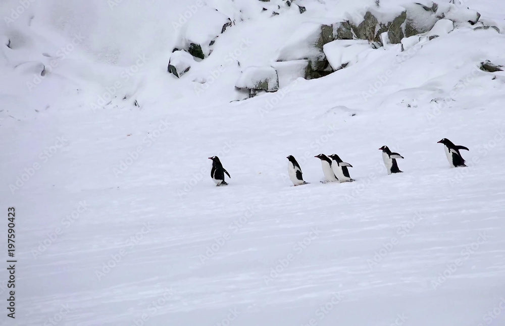 Emperor Penguin colony Antarctica.