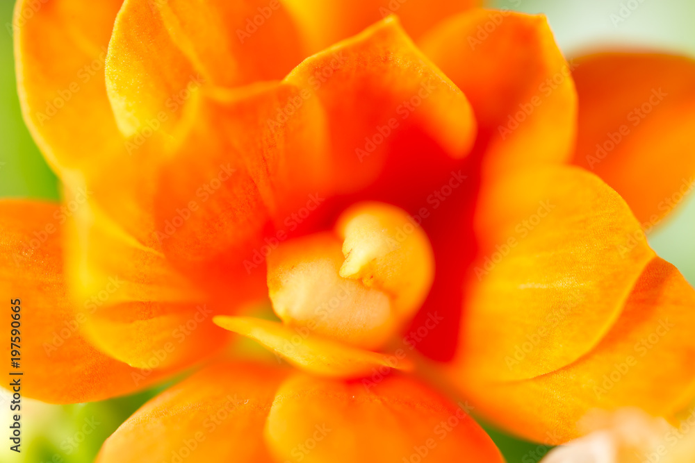 A small orange flower on nature A small orange flower on nature