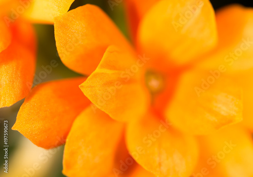 A small orange flower on nature