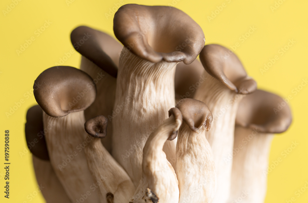 Fototapeta premium oyster mushrooms on a yellow background