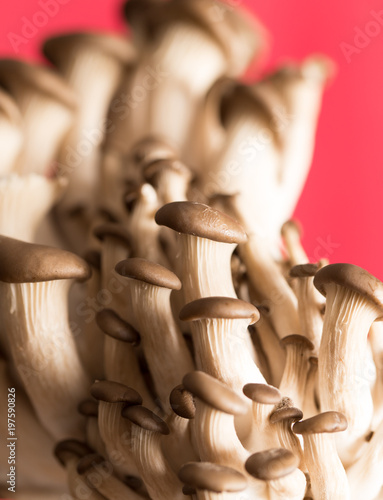 oyster mushrooms on a red background