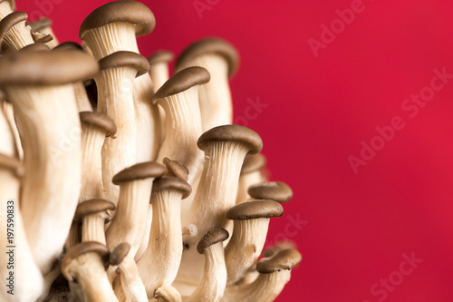 oyster mushrooms on a red background