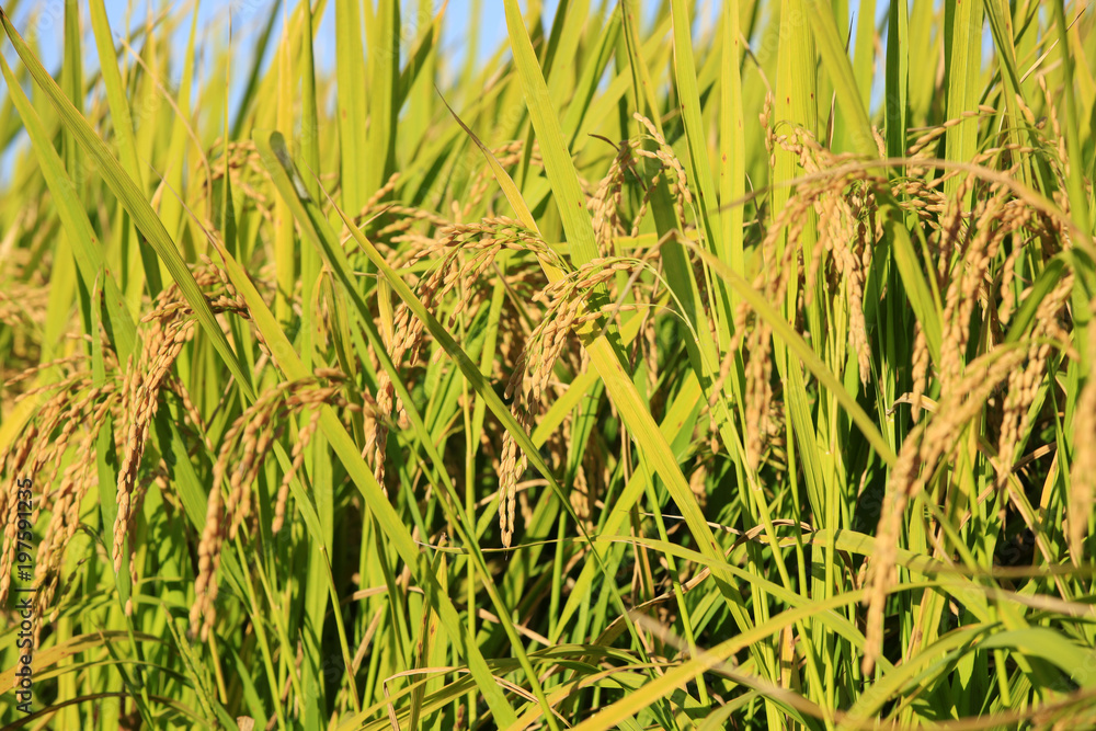 Obraz premium Rice paddies