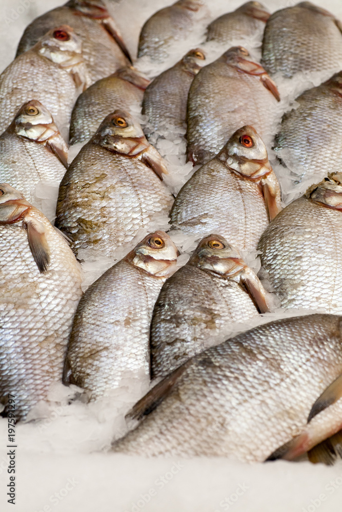 Frozen fish. Freshfish market. Gilt-head bream. Fish sale in market. Sea bream fish on ice. Fresh fish on ice for sale at market. Bunch of raw frozen fish on ice. Frozen fish. Freshfish market. Gilt-head bream. Fish sale in market. Sea bream fish on ice. Fresh fish on ice for sale at market. Bunch of raw frozen fish on ice.