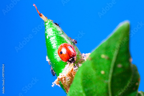 Macro of ladybug Adalia bipunctata eating aphids photo