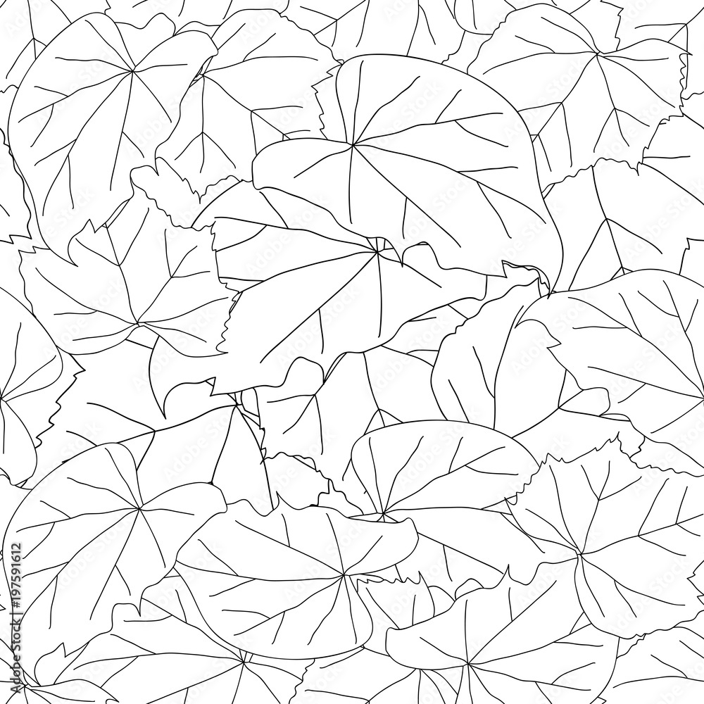 Hibiscus syriacus Leaves Outline - Rose of Sharon on White Background
