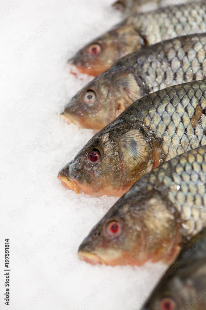 Frozen fish. Freshfish market. Gilthead bream. Fish sale in market