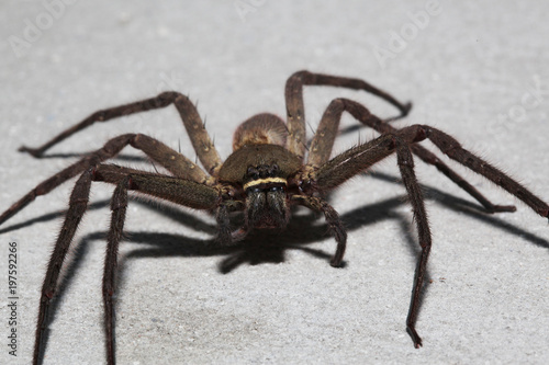 wolf spider (Lycosidae) on the wall lat in thailand