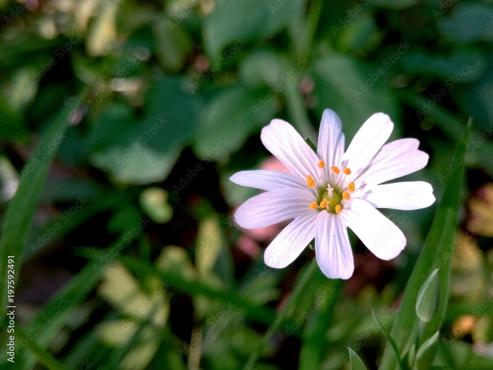 White flower against the background of a juicy green grass in the summer White flower against the background of a juicy green grass in the summer