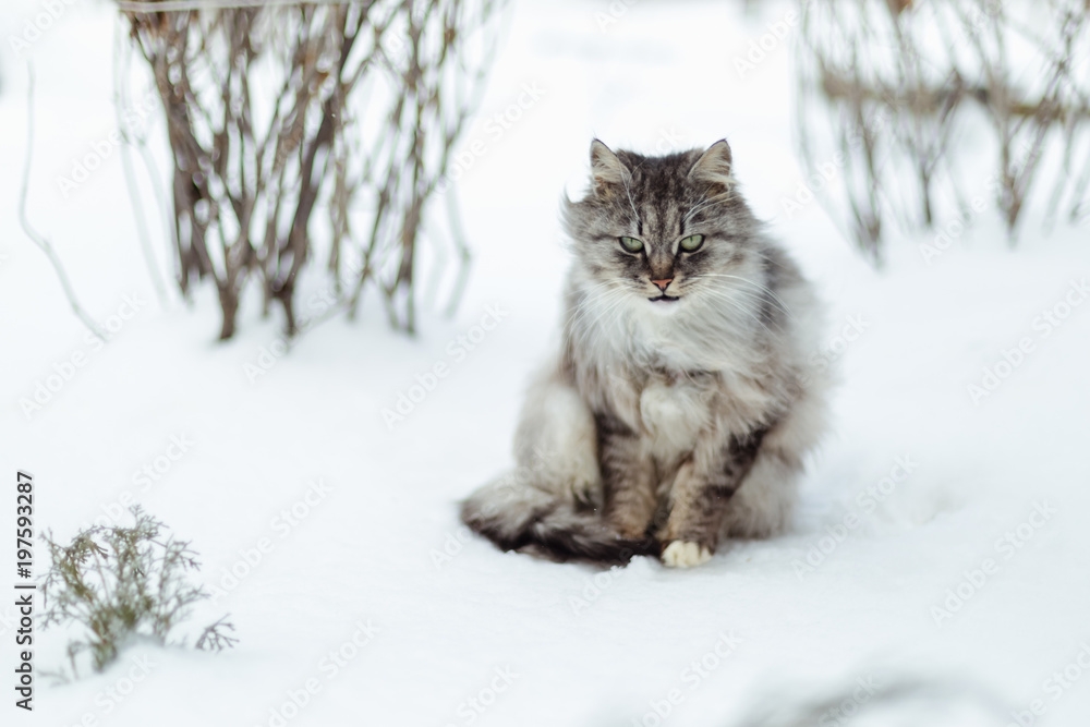 Portrait of a gray rural cat in winter.