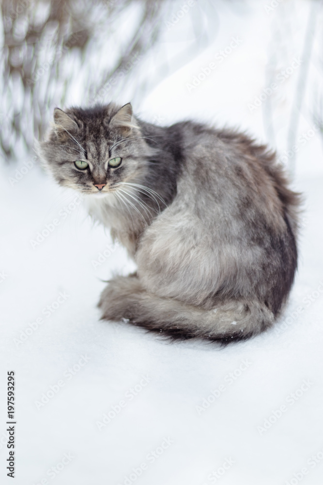 Portrait of a gray rural cat in winter.