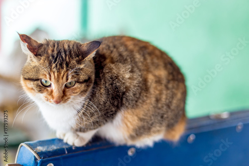 Portrait of a red cat in the countryside.