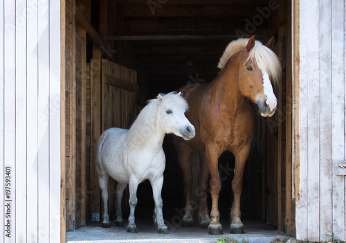 Two horses in a stable.  photo