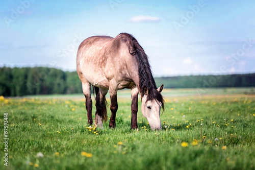 Fototapeta Naklejka Na Ścianę i Meble -  Horse grazing grass on a pasture.