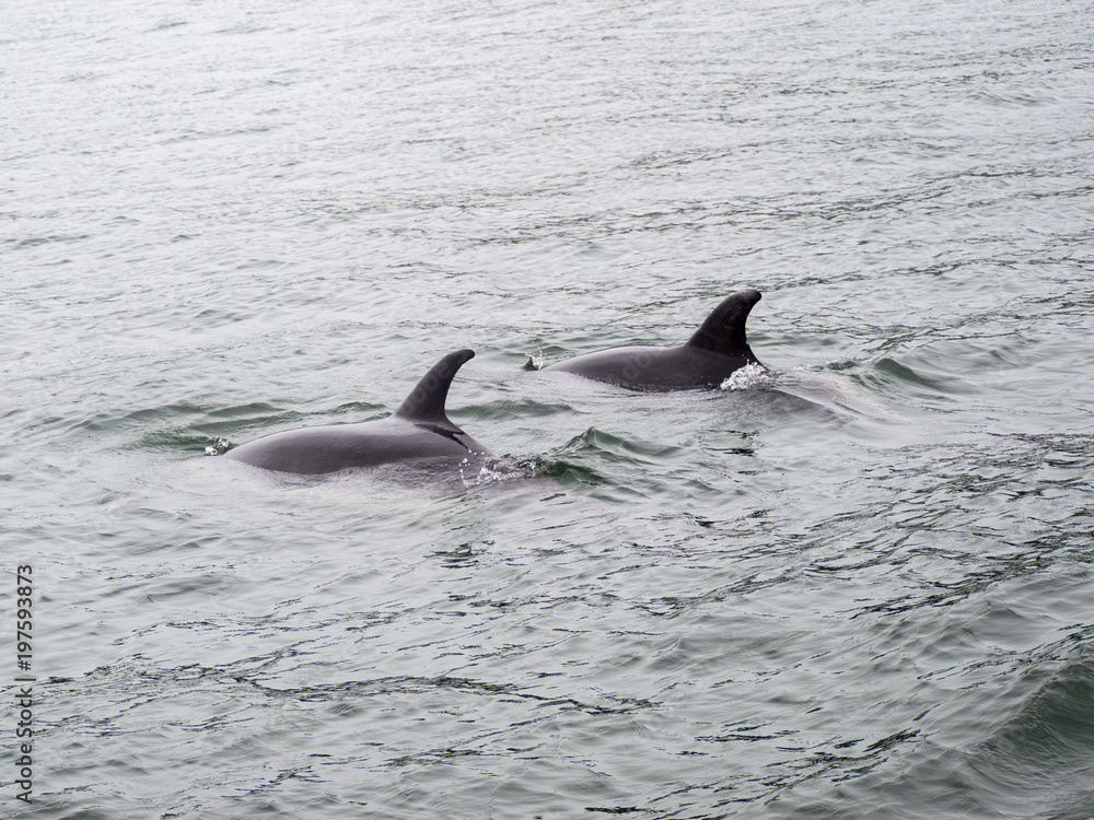 Naklejka premium Pod of Wild Bottle Nose Dolphins Swimming near Russell, Bay of Islands, New Zealand