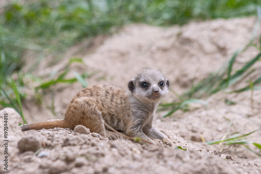 Fototapeta premium Young suricate playing in the sand.