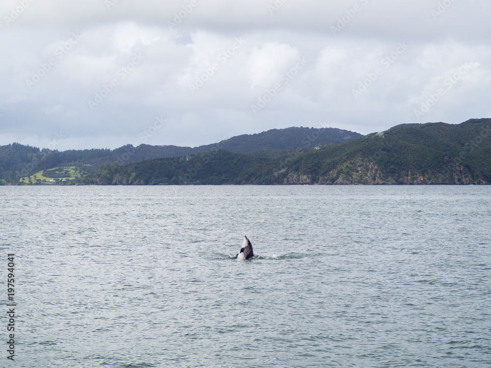 Obraz premium Jumping Breaching Wild Bottle Nose Dolphin Swimming near Russell, Bay of Islands, New Zealand
