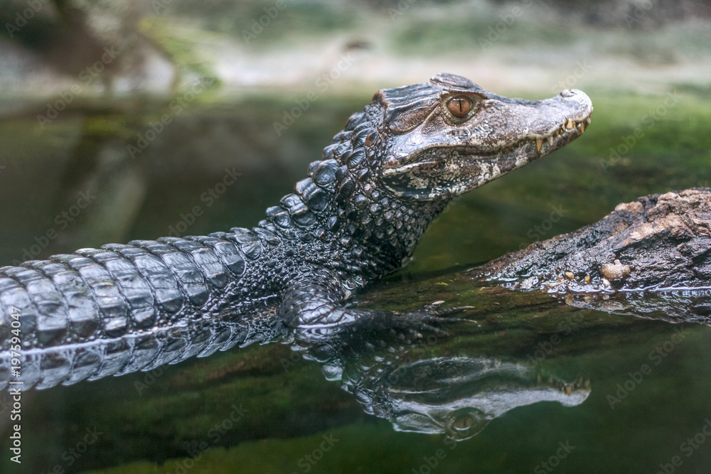 Fototapeta premium Reflection of The spectacled caiman - Caiman crocodilus in water.