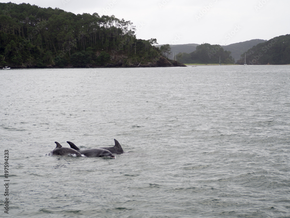 Obraz premium Pod of Wild Bottle Nose Dolphins Swimming near Russell, Bay of Islands, New Zealand
