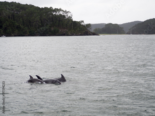 Pod of Wild Bottle Nose Dolphins Swimming near Russell, Bay of Islands, New Zealand